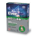 Ever - 