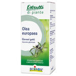 Olea europaea  macerato glicerico 60 ml