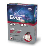 Ever - 